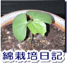 綿栽培日記