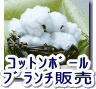 種・コットンボールの販売