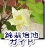 綿栽培地ガイド